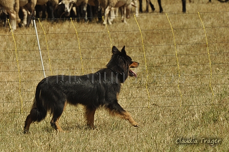 Gelbbacke / Bild 194 von 500 / 29.07.2018 14:01 / DSC_9524.JPG