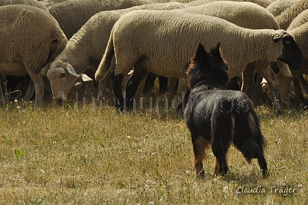 Gelbbacke / Bild 185 von 500 / 29.07.2018 14:16 / DSC_9759.JPG