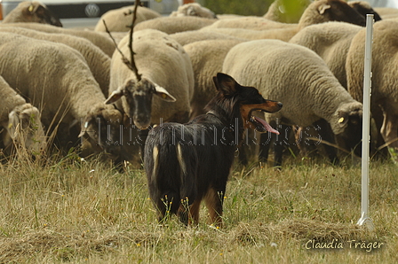 Gelbbacke / Bild 180 von 500 / 29.07.2018 14:20 / DSC_9922.JPG