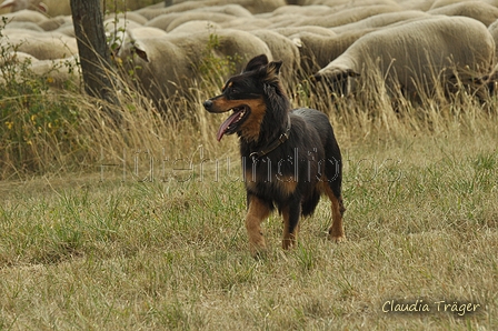 Gelbbacke / Bild 174 von 500 / 29.07.2018 14:24 / DSC_0031.JPG