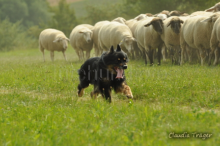 Gelbbacke / Bild 145 von 500 / 28.07.2019 11:00 / DSC_6284.JPG