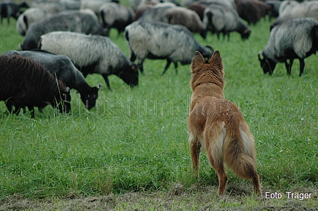 Harzer Fuchs / Bild 736 von 755 / 02.09.2007 14:43 / DSC_3951.JPG