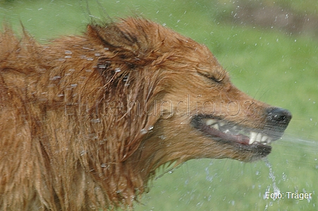 Harzer Fuchs / Bild 735 von 755 / 03.05.2008 16:49 / DSC_3897.JPG