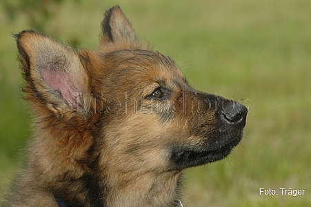 Harzer Fuchs / Bild 731 von 755 / 15.06.2008 11:45 / DSC_6912.JPG