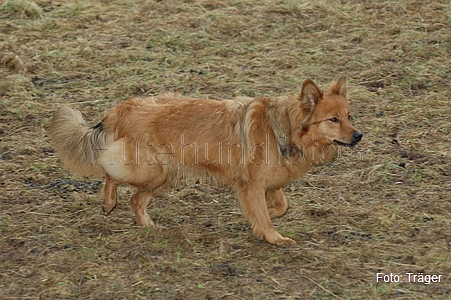 Harzer Fuchs / Bild 719 von 755 / 01.03.2009 10:44 / DSC_9928.JPG