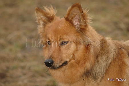 Harzer Fuchs / Bild 718 von 755 / 01.03.2009 10:45 / DSC_9934.JPG