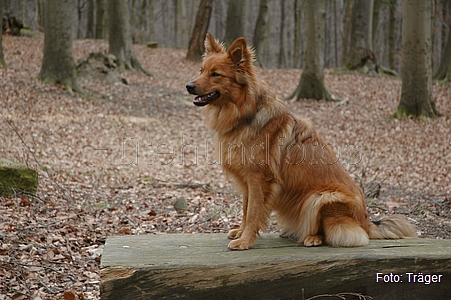 Harzer Fuchs / Bild 710 von 755 / 22.03.2009 16:40 / DSC_7826.JPG