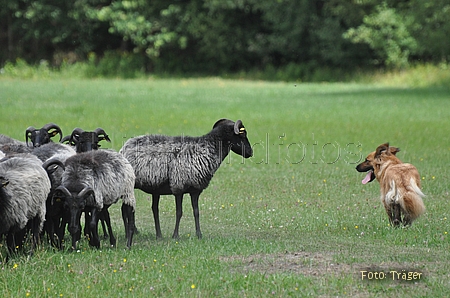 Harzer Fuchs / Bild 693 von 755 / 25.07.2010 12:31 / DSC_7354.JPG