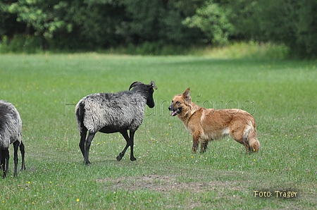 Harzer Fuchs / Bild 692 von 755 / 25.07.2010 12:31 / DSC_7355.JPG