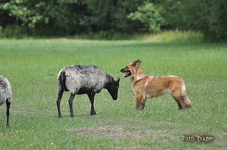 Harzer Fuchs / Bild 691 von 755 / 25.07.2010 12:31 / DSC_7356.JPG