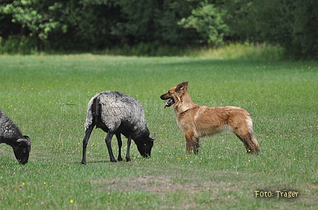 Harzer Fuchs / Bild 690 von 755 / 25.07.2010 12:31 / DSC_7357.JPG