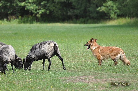 Harzer Fuchs / Bild 689 von 755 / 25.07.2010 12:32 / DSC_7358.JPG