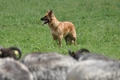 Harzer Fuchs / Bild 687 von 755 / 25.07.2010 12:43 / DSC_7448.JPG