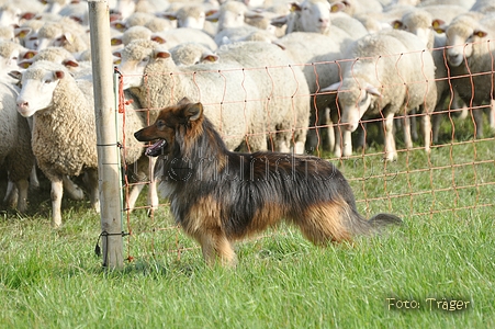 Harzer Fuchs / Bild 675 von 755 / 11.09.2010 17:15 / DSC_5728.JPG