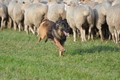 Harzer Fuchs / Bild 674 von 755 / 11.09.2010 17:17 / DSC_5749.JPG