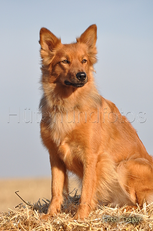 Harzer Fuchs / Bild 668 von 755 / 12.09.2010 08:41 / DSC_6135.JPG