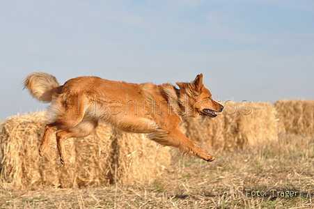 Harzer Fuchs / Bild 667 von 755 / 12.09.2010 08:42 / DSC_6140.JPG