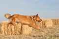 Harzer Fuchs / Bild 667 von 755 / 12.09.2010 08:42 / DSC_6140.JPG