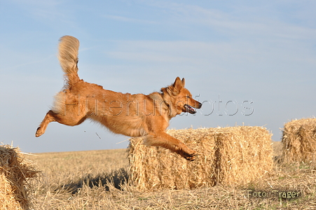 Harzer Fuchs / Bild 666 von 755 / 12.09.2010 08:43 / DSC_6148.JPG