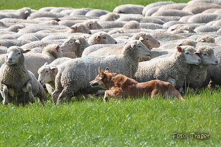 Harzer Fuchs / Bild 663 von 755 / 12.09.2010 12:12 / DSC_6594.JPG