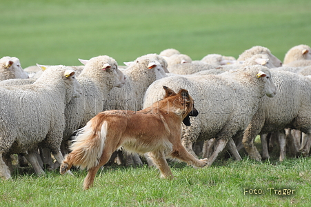 Harzer Fuchs / Bild 656 von 755 / 12.09.2010 14:55 / DSC_6760.JPG