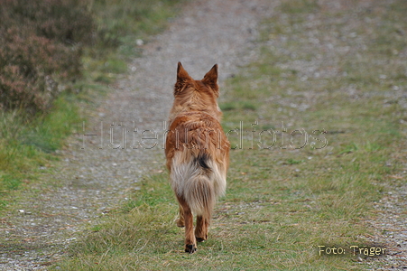 Harzer Fuchs / Bild 632 von 755 / 22.10.2010 13:01 / DSC_9922.JPG