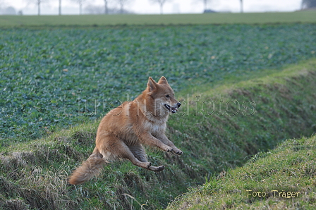 Harzer Fuchs / Bild 557 von 755 / 12.01.2014 15:34 / DSC_3370.JPG