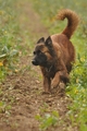 Harzer Fuchs / Bild 448 von 755 / 21.09.2014 09:35 / DSC_6333.JPG