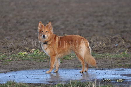 Harzer Fuchs / Bild 427 von 755 / 22.02.2015 10:04 / DSC_7262.JPG