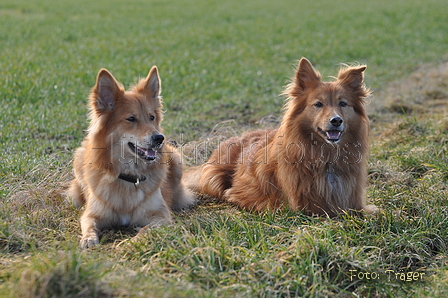 Harzer Fuchs / Bild 426 von 755 / 22.02.2015 10:09 / DSC_7280.JPG