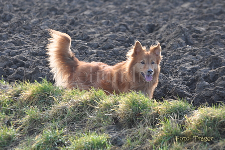 Harzer Fuchs / Bild 425 von 755 / 22.02.2015 10:18 / DSC_7357.JPG