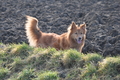 Harzer Fuchs / Bild 425 von 755 / 22.02.2015 10:18 / DSC_7357.JPG