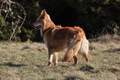 Harzer Fuchs / Bild 422 von 755 / 28.02.2015 14:48 / DSC_7510.JPG