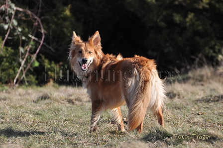 Harzer Fuchs / Bild 421 von 755 / 28.02.2015 14:48 / DSC_7513.JPG