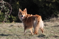 Harzer Fuchs / Bild 421 von 755 / 28.02.2015 14:48 / DSC_7513.JPG