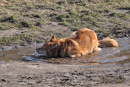 Harzer Fuchs / Bild 420 von 755 / 28.02.2015 14:55 / DSC_7547.JPG