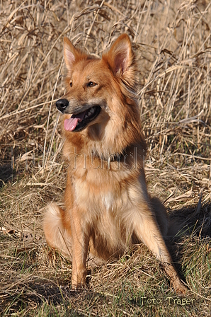 Harzer Fuchs / Bild 416 von 755 / 28.02.2015 15:16 / DSC_7881.JPG