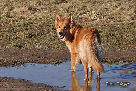 Harzer Fuchs / Bild 415 von 755 / 28.02.2015 15:24 / DSC_7956.JPG