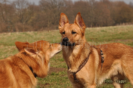 Harzer Fuchs / Bild 406 von 755 / 28.03.2015 12:55 / DSC_8752.JPG