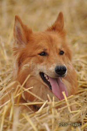 Harzer Fuchs / Bild 401 von 755 / 19.07.2015 19:28 / DSC_7948.JPG