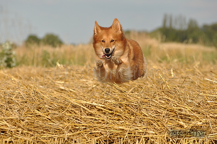 Harzer Fuchs / Bild 399 von 755 / 21.07.2015 18:57 / DSC_8123.JPG