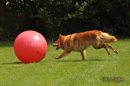 Harzer Fuchs / Bild 388 von 755 / 29.07.2015 13:50 / DSC_9000.JPG