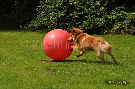 Harzer Fuchs / Bild 386 von 755 / 29.07.2015 13:54 / DSC_9098.JPG