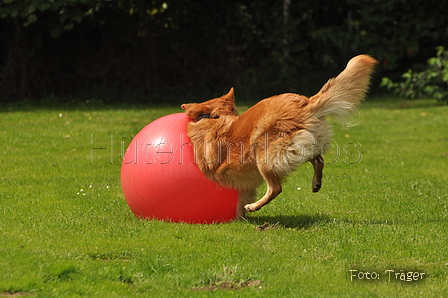 Harzer Fuchs / Bild 384 von 755 / 29.07.2015 13:54 / DSC_9100.JPG