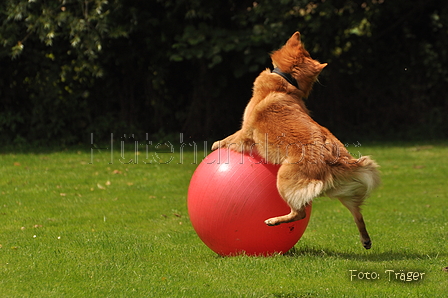 Harzer Fuchs / Bild 383 von 755 / 29.07.2015 13:54 / DSC_9101.JPG