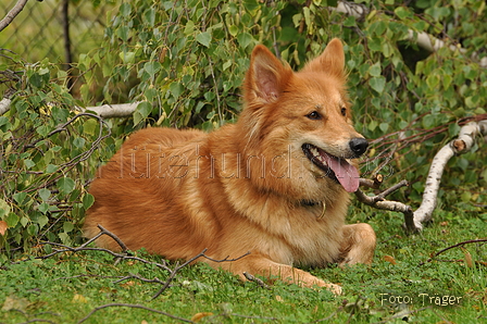 Harzer Fuchs / Bild 380 von 755 / 29.07.2015 14:00 / DSC_9135.JPG