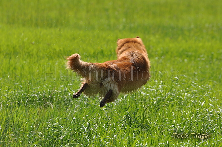 Harzer Fuchs / Bild 376 von 755 / 05.08.2015 14:52 / DSC_0627.JPG