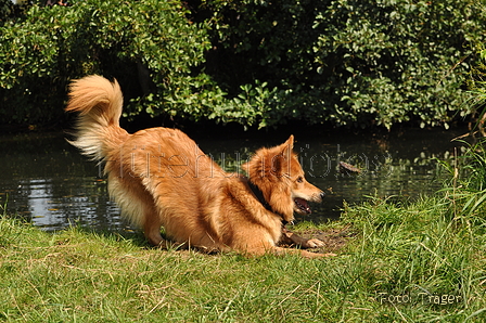 Harzer Fuchs / Bild 372 von 755 / 09.08.2015 15:04 / DSC_1345.JPG