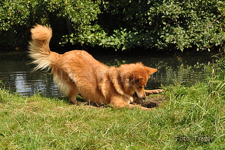 Harzer Fuchs / Bild 371 von 755 / 09.08.2015 15:04 / DSC_1346.JPG