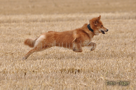 Harzer Fuchs / Bild 367 von 755 / 11.08.2015 13:44 / DSC_1813.JPG